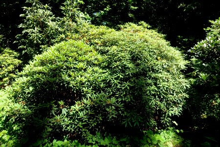 Rhododendron longipes - UBC Botanical Garden - Vancouver, Canada - DSC08252