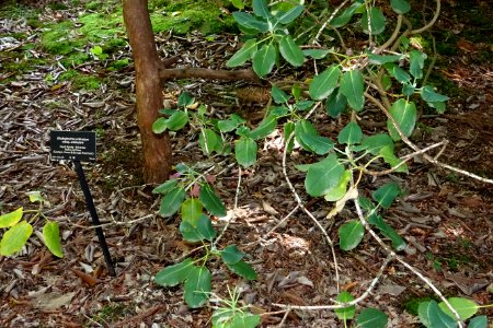 Rhododendron orbiculare - VanDusen Botanical Garden - Vancouver, BC - DSC06998