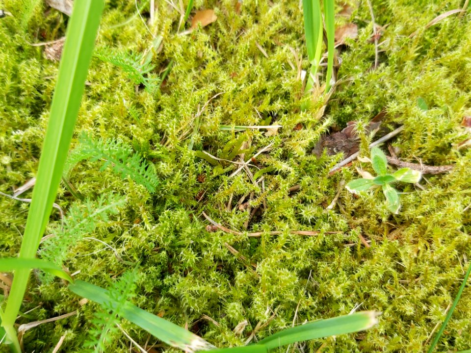 Rhytidiadelphus squarrosus 107996830