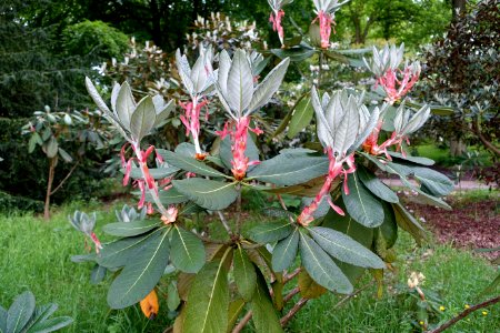 Rhododendron sinofalconeri - RHS Garden Harlow Carr - North Yorkshire, England - DSC01337
