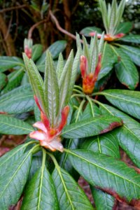 Rhododendron sinogrande hybrid - Trewidden Garden - Cornwall, England - DSC02348