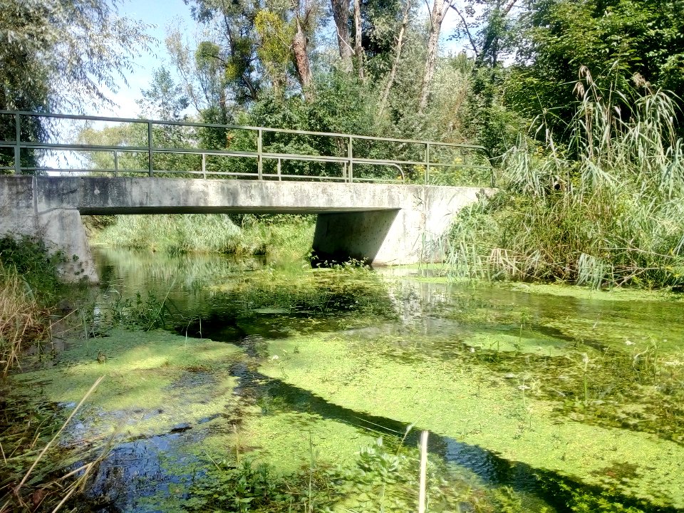 Rheinniederungskanal, bei Grauelsbaum, NSG Lichtenauer Rheinniederung