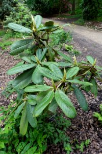 Rhododendron semnoides - RHS Garden Harlow Carr - North Yorkshire, England - DSC01316