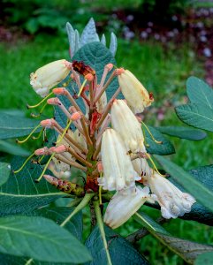 Rhododendron sinofalconeri - RHS Garden Harlow Carr - North Yorkshire, England - DSC01344