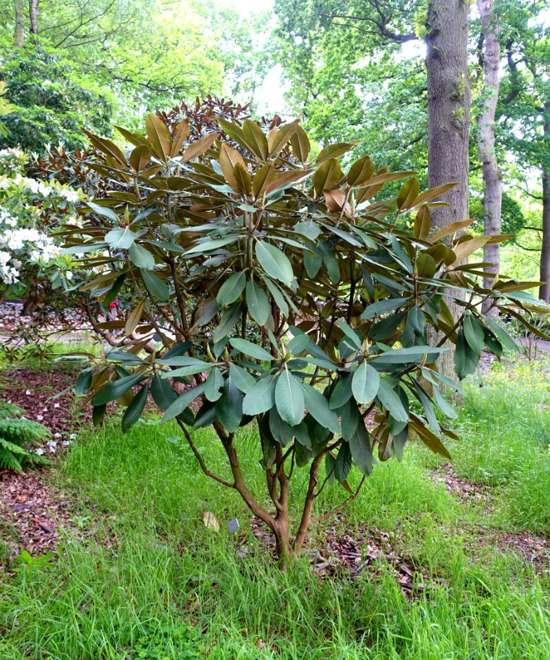 Rhododendron rex - RHS Garden Harlow Carr - North Yorkshire, England - DSC01360