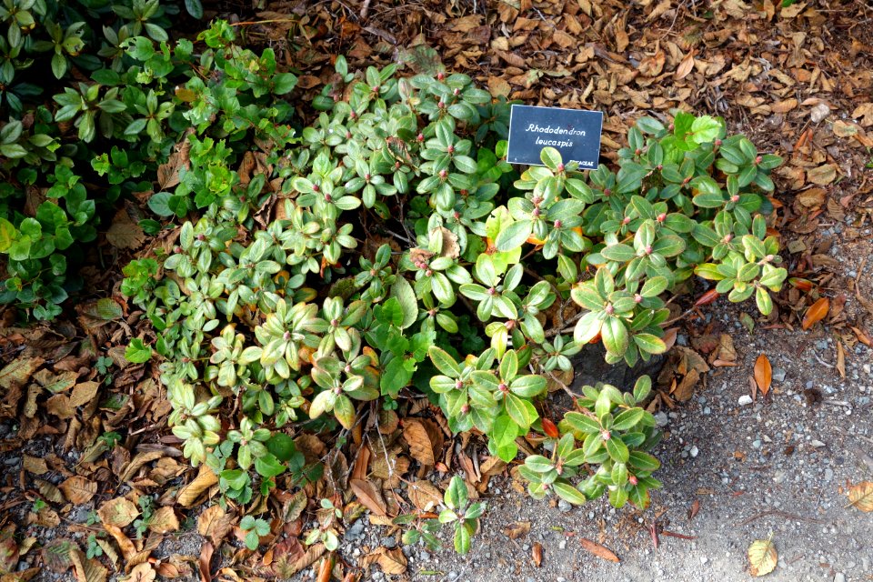 Rhododendron leucaspis - Mendocino Coast Botanical Gardens - DSC02224