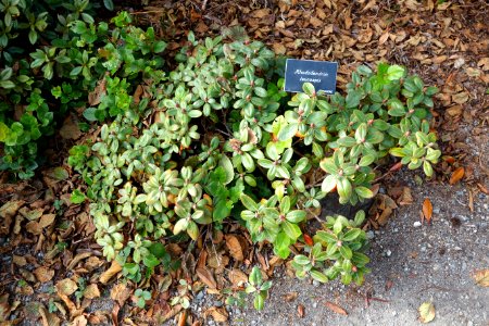 Rhododendron leucaspis - Mendocino Coast Botanical Gardens - DSC02224