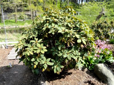 Rhododendron sikangense var. exquisitum - University of Copenhagen Botanical Garden - DSC07592