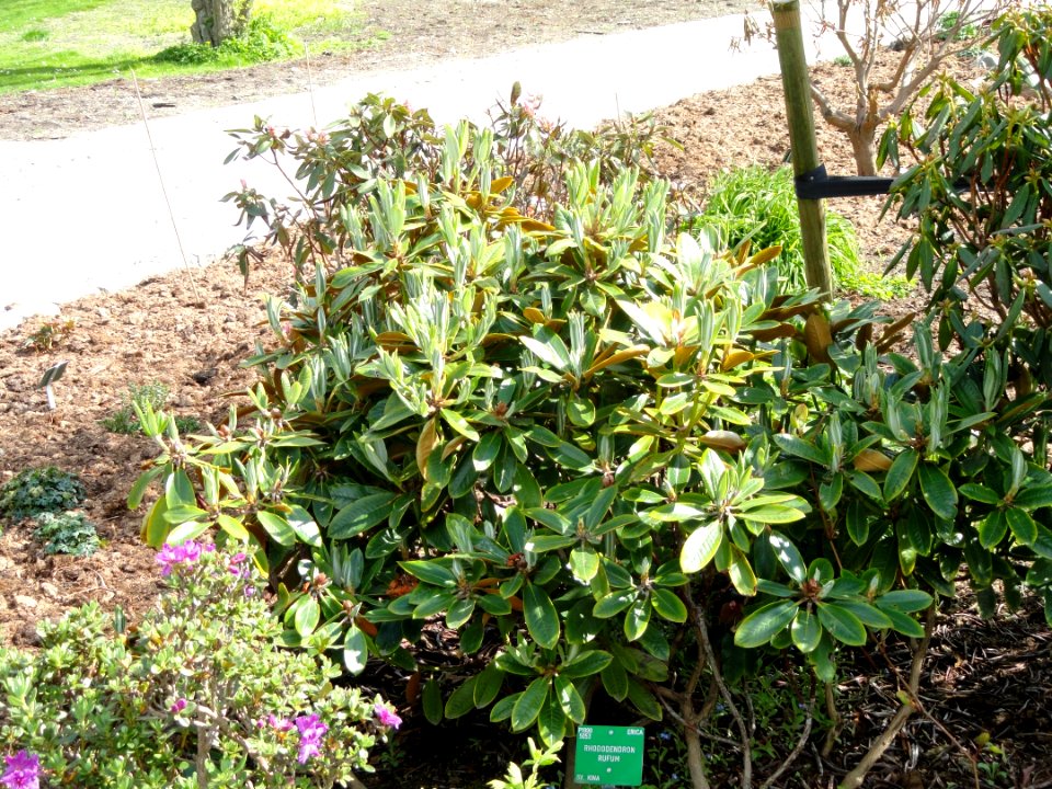 Rhododendron rufum - University of Copenhagen Botanical Garden - DSC07566