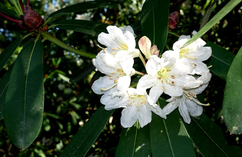 Rhododendron vernicosum - VanDusen Botanical Garden - Vancouver, BC - DSC07332