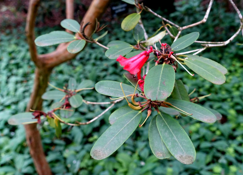 Rhododendron neriiflorum - RHS Garden Harlow Carr - North Yorkshire, England - DSC01155
