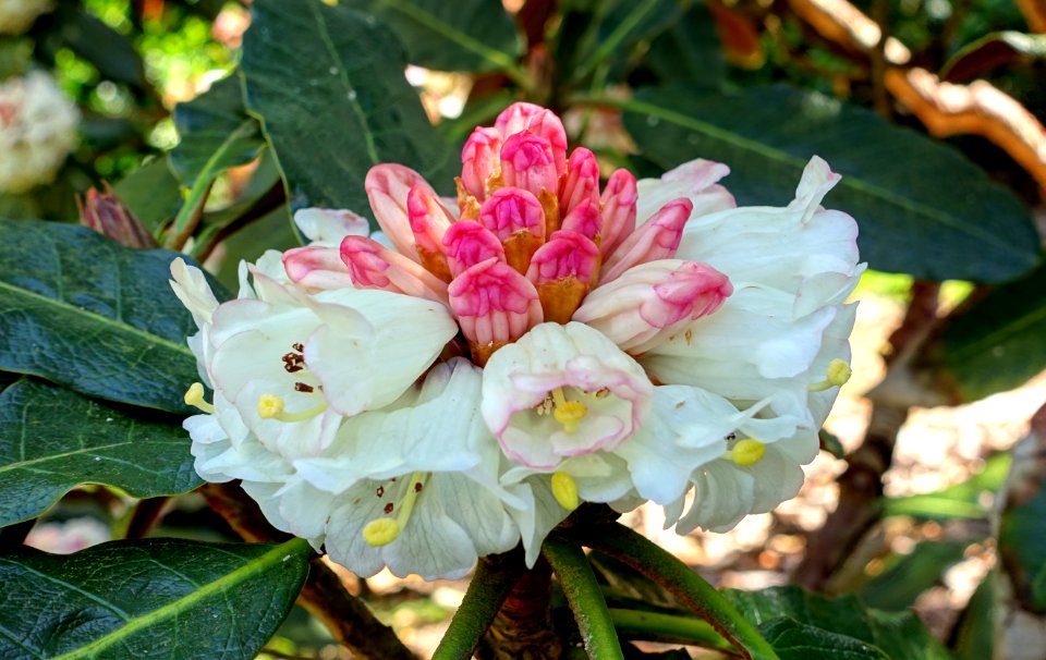 Rhododendron sinogrande - Caerhayes Castle gardens - Cornwall, England - DSC03040