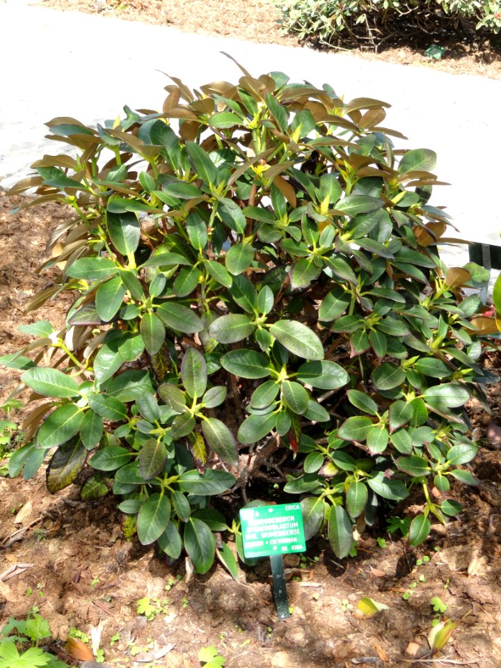 Rhododendron sphaeroblastum var. wumengense - University of Copenhagen Botanical Garden - DSC07569