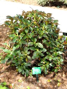 Rhododendron sphaeroblastum var. wumengense - University of Copenhagen Botanical Garden - DSC07569