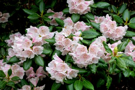 Rhododendron maculiferum subsp. anhweiense - Hillier Gardens - Romsey, Hampshire, England - DSC04692