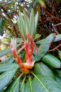 Rhododendron sinogrande hybrid - Trewidden Garden - Cornwall, England - DSC02350