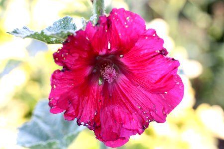 Rhopalapion longirostre schadbild