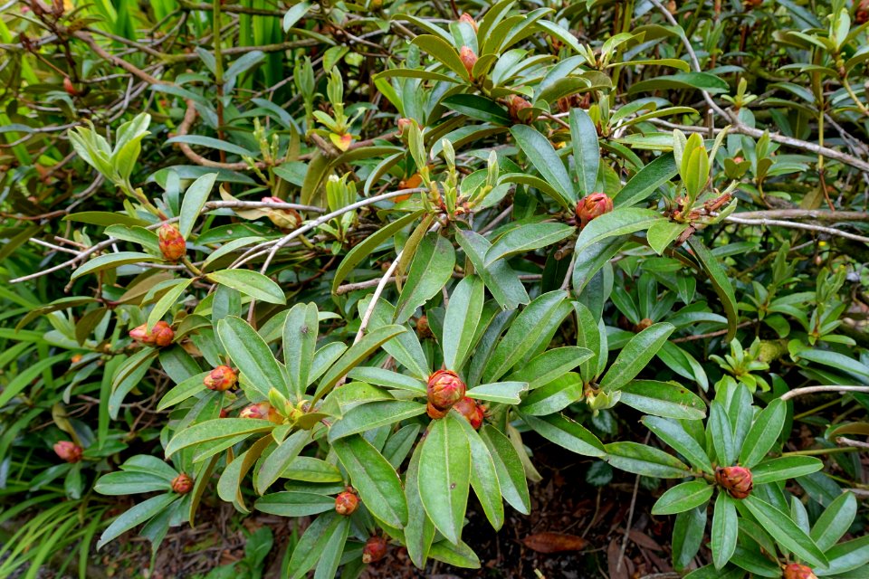 Rhododendron maddenii (Rhododendron polyandrum) - Trebah Garden - Cornwall, England - DSC01382