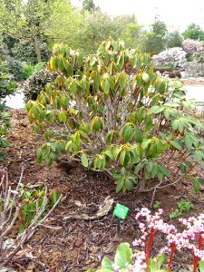 Rhododendron sikangense var. exquisitum - University of Copenhagen Botanical Garden - DSC07632 photo