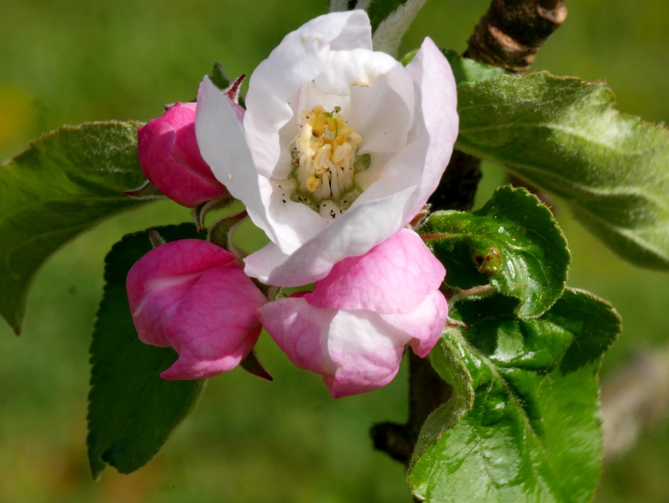 Riesenboiken Freilichtmuseum Roscheider Hof Ganzer Knospen Blüten H6