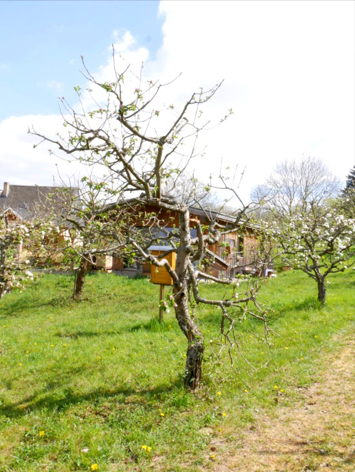 Riesenboiken Freilichtmuseum Roscheider Hof Ganzer Baum H2