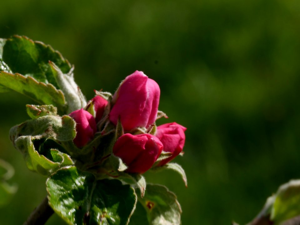 Riesenboiken Freilichtmuseum Roscheider Hof Ganzer Knospen H7
