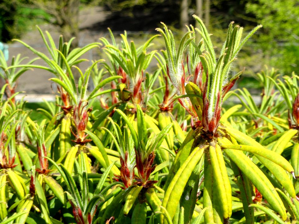 Rhododendron strigillosum - University of Copenhagen Botanical Garden - DSC07587