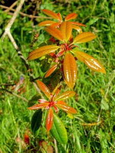 Rhododendron stamineum - Caerhayes Castle gardens - Cornwall, England - DSC03242