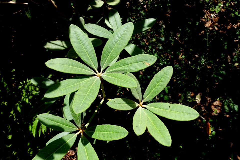 Rhododendron niveum - UBC Botanical Garden - Vancouver, Canada - DSC08523