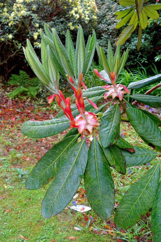 Rhododendron sinogrande hybrid - Trewidden Garden - Cornwall, England - DSC02354