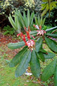 Rhododendron sinogrande hybrid - Trewidden Garden - Cornwall, England - DSC02354