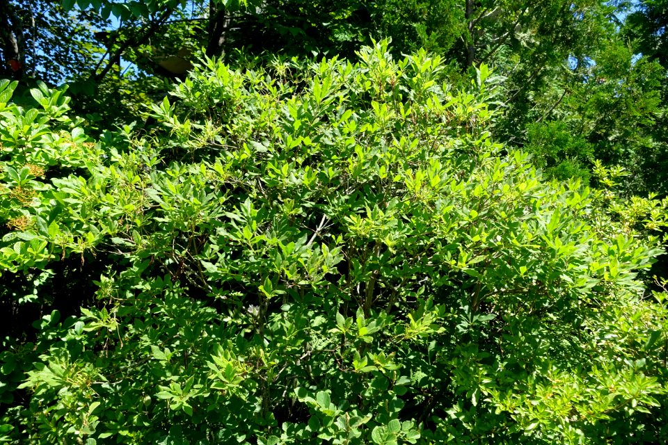 Rhododendron luteum - Asticou Azalea Garden - Northeast Harbor, Maine - DSC03650