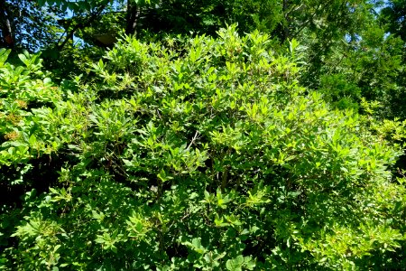 Rhododendron luteum - Asticou Azalea Garden - Northeast Harbor, Maine - DSC03650