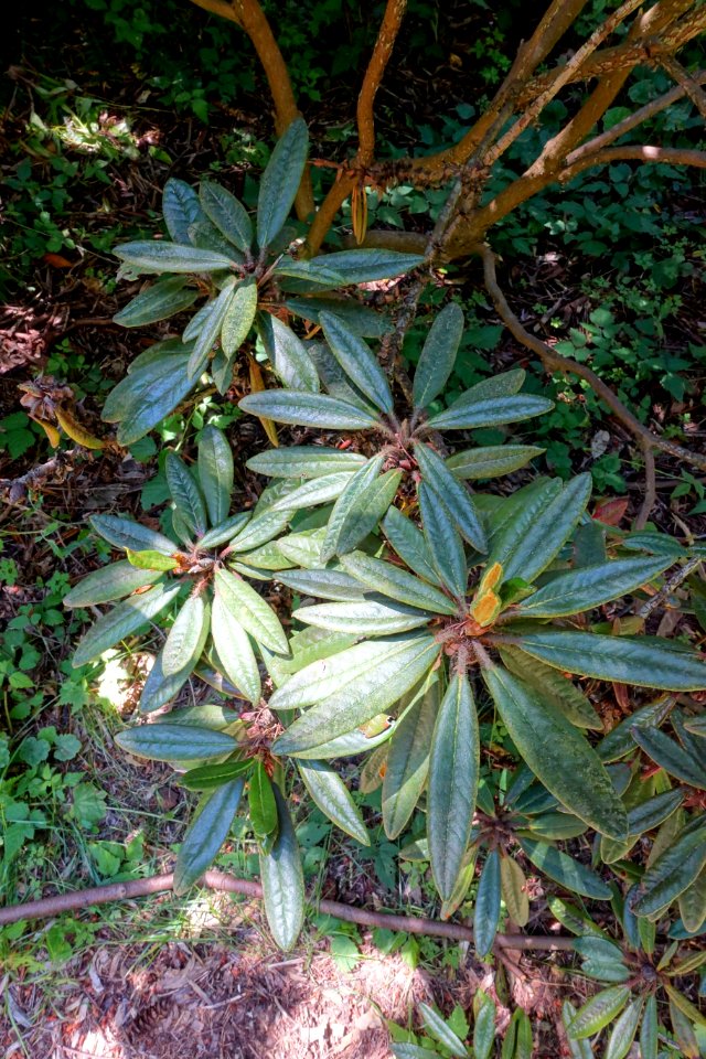 Rhododendron recurvoides - UBC Botanical Garden - Vancouver, Canada - DSC08206