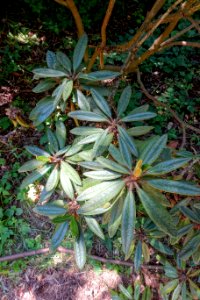 Rhododendron recurvoides - UBC Botanical Garden - Vancouver, Canada - DSC08206