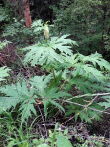 Riesenbärenklau Kleinbreitenbach 1