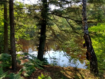 Ridderoordse bos - 2