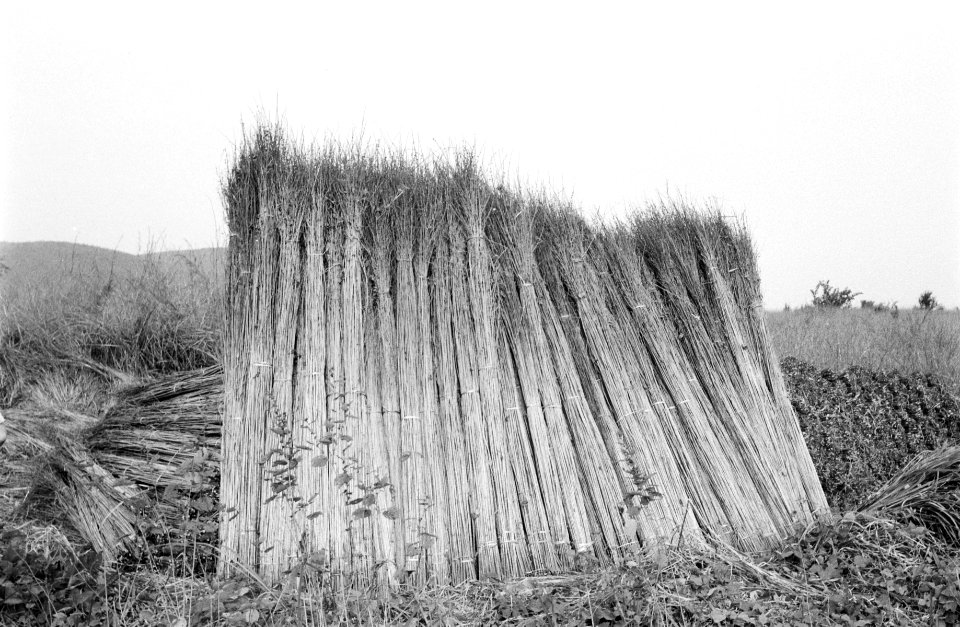 Riet, Bestanddeelnr 251-3720