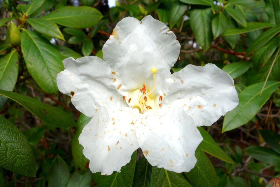 Rhododendron liliiflorum - Mendocino Coast Botanical Gardens - DSC02231