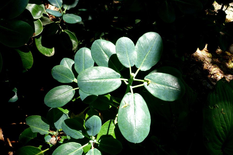 Rhododendron thomsonii - VanDusen Botanical Garden - Vancouver, BC - DSC07172