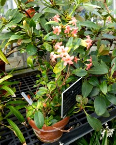 Rhododendron rarilepidotum - Lyman Plant House, Smith College - DSC02052