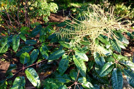 Rhododendron kawakamii - San Francisco Botanical Garden - DSC00093