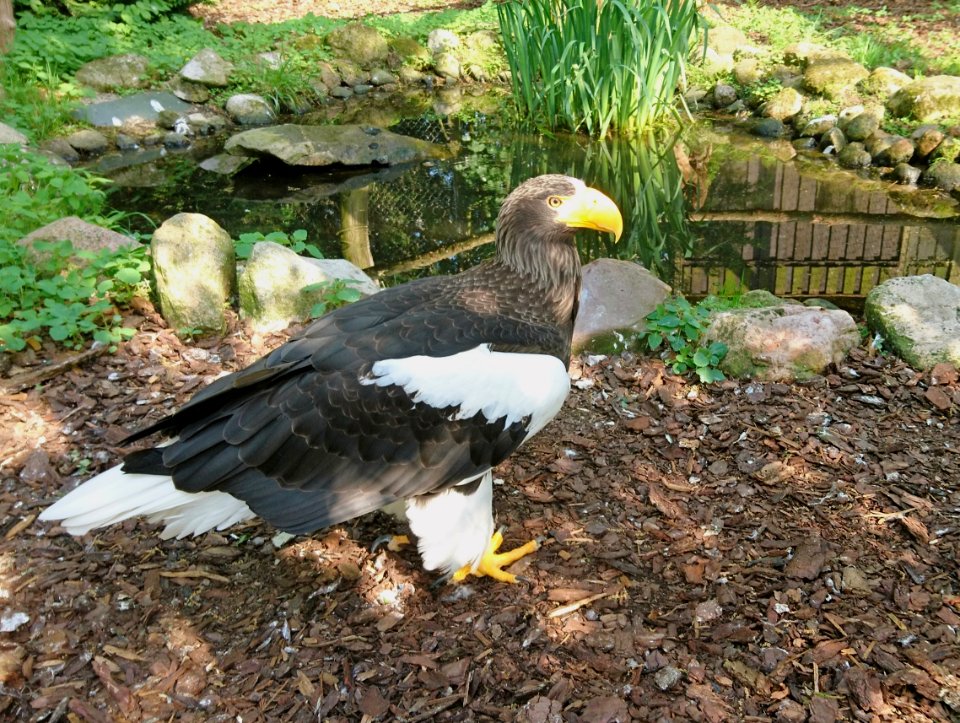 Riesenseeadler (Haliaeetus pelagicus) 2