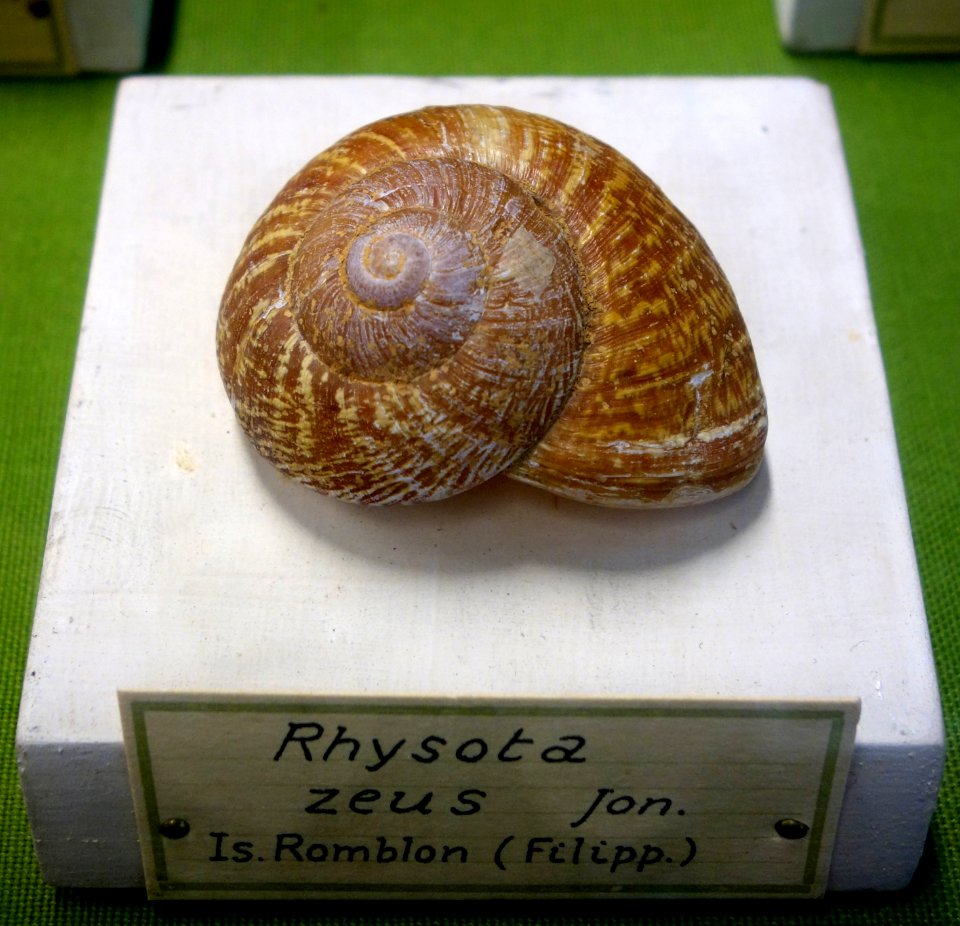 Rhysota zeus - Museo Civico di Storia Naturale Giacomo Doria - Genoa, Italy - DSC03258