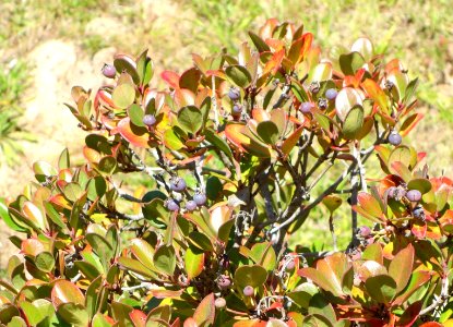 Rhaphiolepis umbellata - Quarryhill Botanical Garden - DSC03582