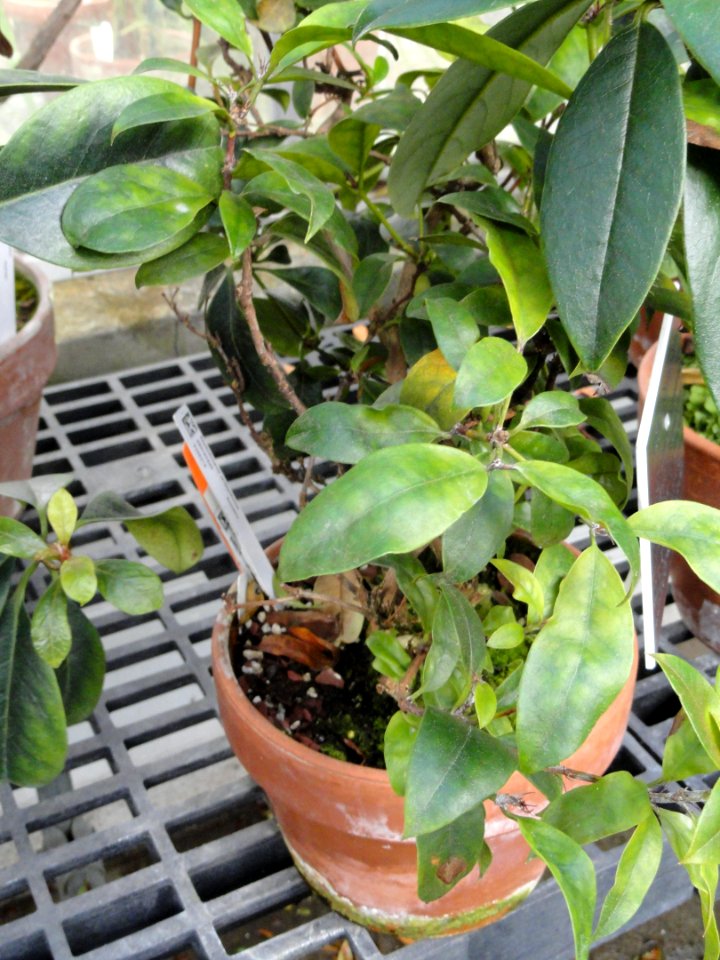Rhododendron rarilepidotum - Lyman Plant House, Smith College - DSC04405