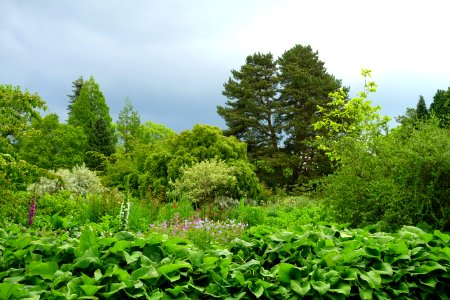 RHS Garden Harlow Carr - North Yorkshire, England - DSC01442 photo