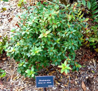 Rhododendron minus - Mendocino Coast Botanical Gardens - DSC02214