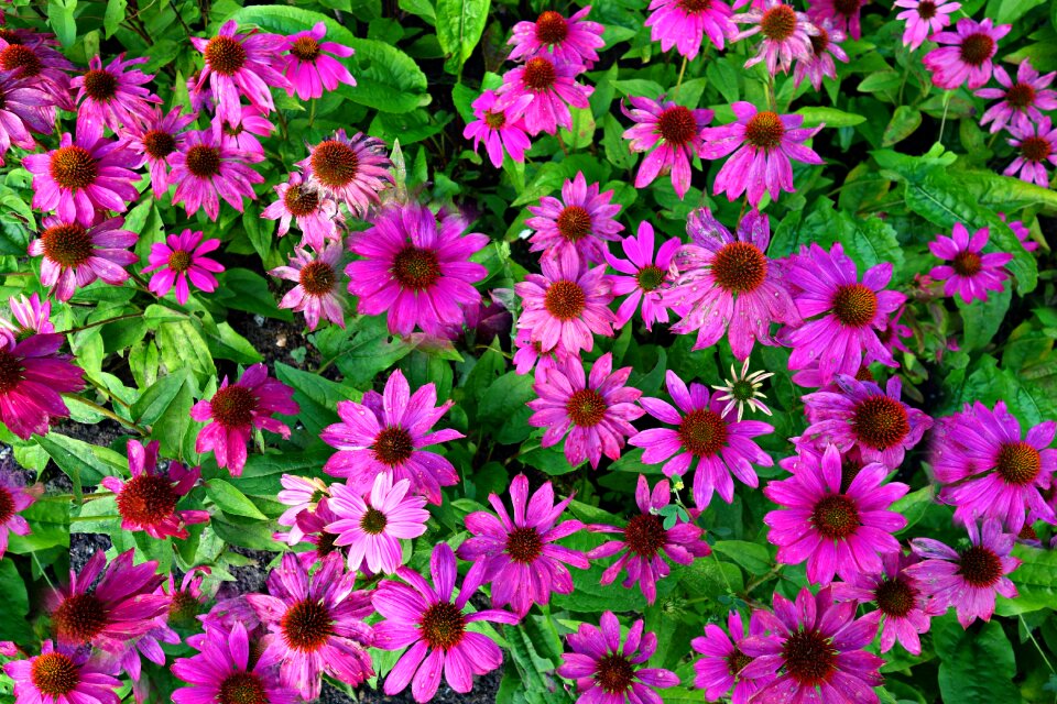 Plant flower medicine
