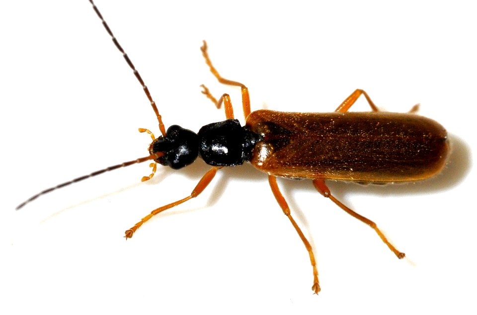 Rhagonycha-lignosa-11-fws